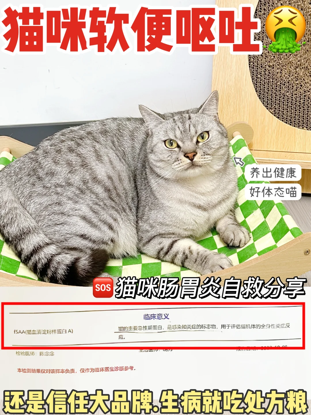 猫咪肠胃不适别瞎搞！还得听宠物🧑‍⚕️