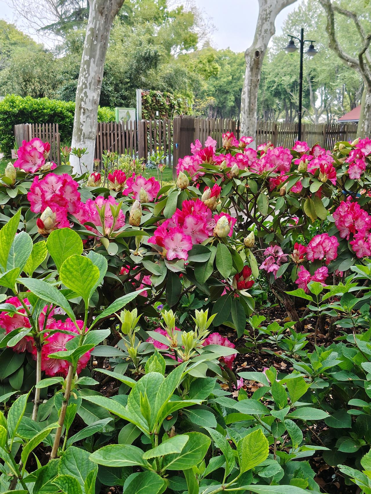 谁有花草照片，可以晒下吗