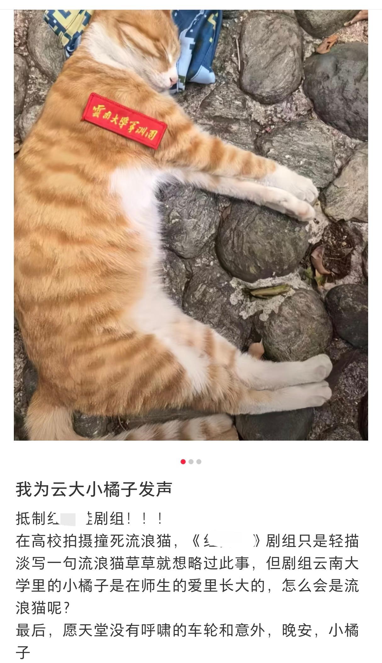 某剧组在云南大学进行拍摄时，无意中撞到了一只流浪猫，一夜之间某书上全是为猫喊冤要