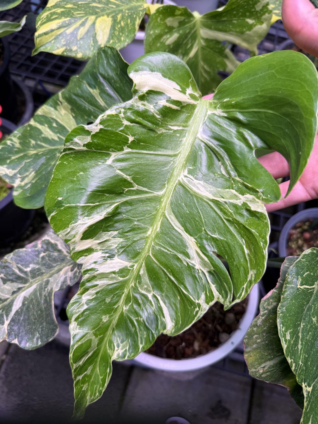 霹雳⚡️lava每一株侧芽都非常稳定。