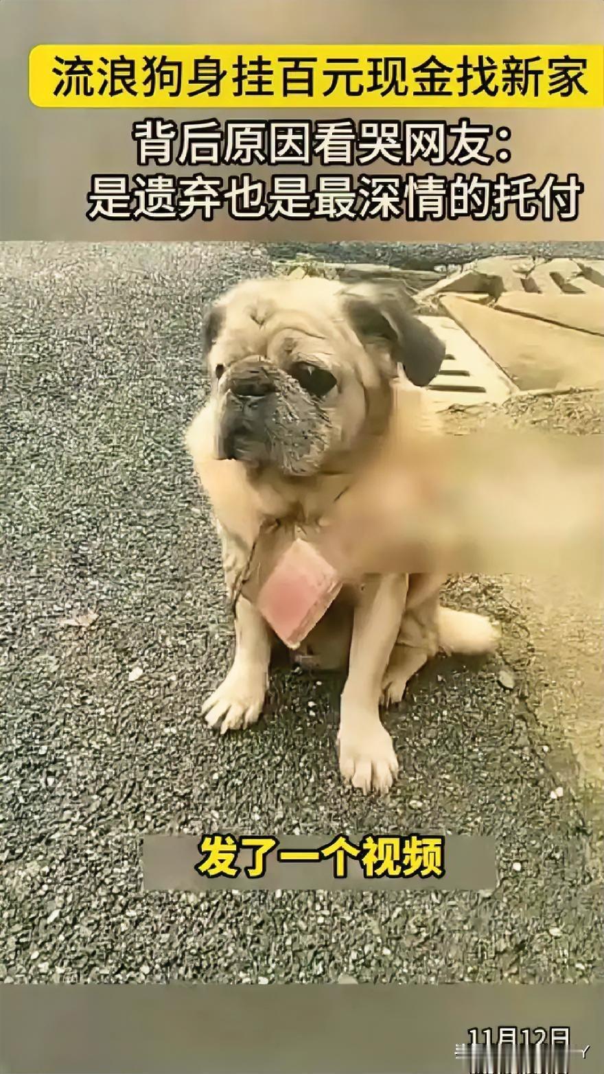 巴哥犬“汪汪”挂百元现金求收养：一张纸条 写尽主人最后的牵挂

故事发生于11月