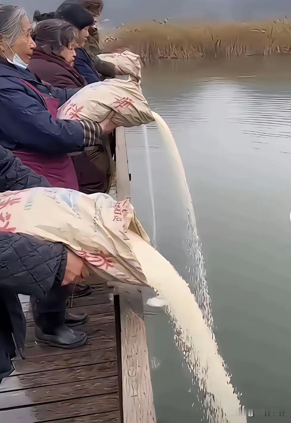 这不是放生，是犯罪！
锄禾日当午，汗滴禾下土。谁知盘中餐，粒粒皆辛苦……
这些放