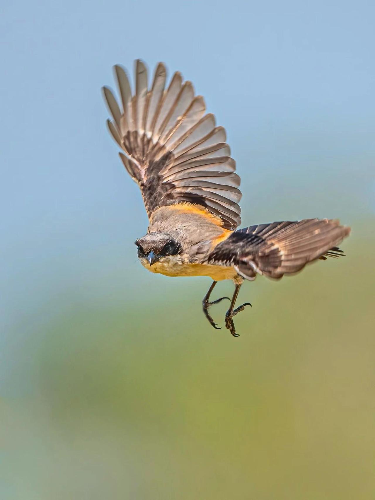 自然环境下拍摄的一组棕背伯劳起跳飞行。