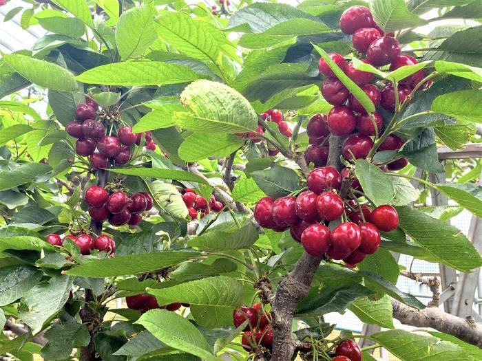 济南南山大棚樱桃红透了，纯“大豆”“喂养”，一口爆汁！4月16日，走进济南市南部