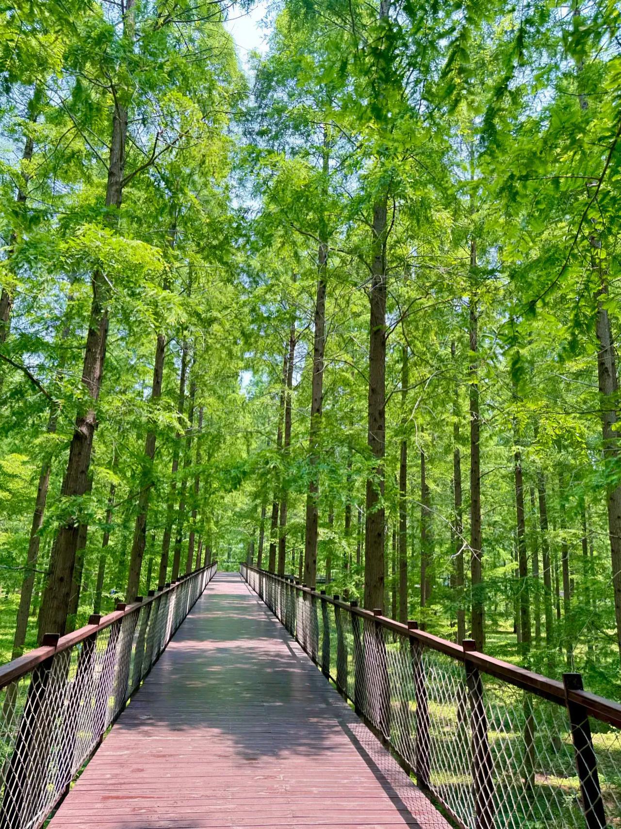 3小时畅玩黄海森林公园，解锁绿野仙踪之旅，那体验，简直绝了！今天就给大家分享一份
