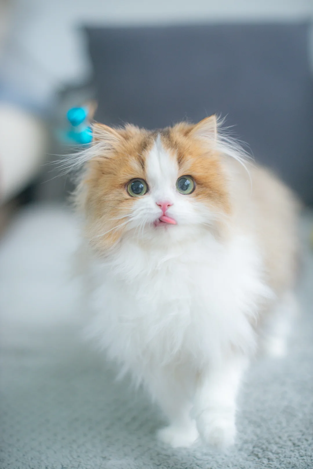 现猫|这就是少女感小猫吗？