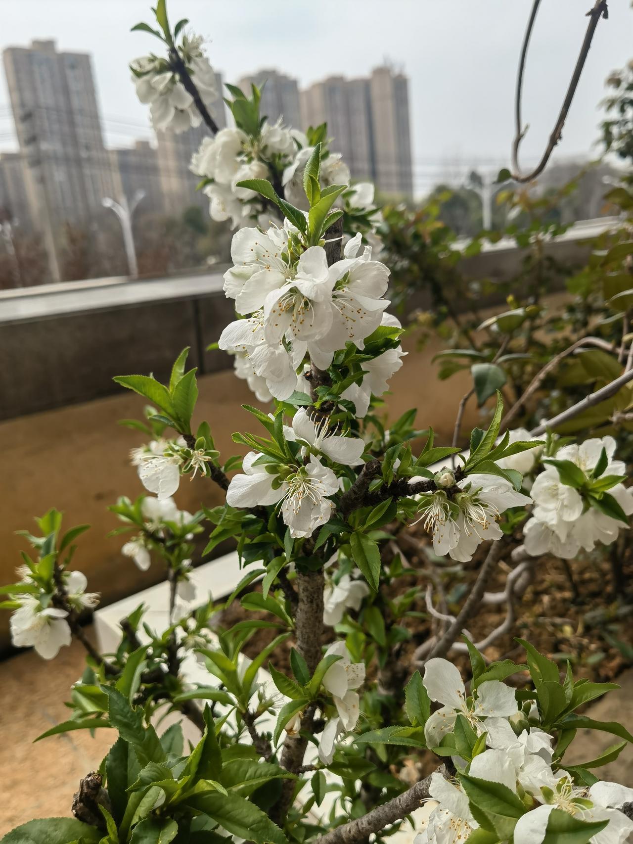 年老了我会考虑入住养老院，这是社会发展的需要。就像72岁大姐主动选择养老院，打破