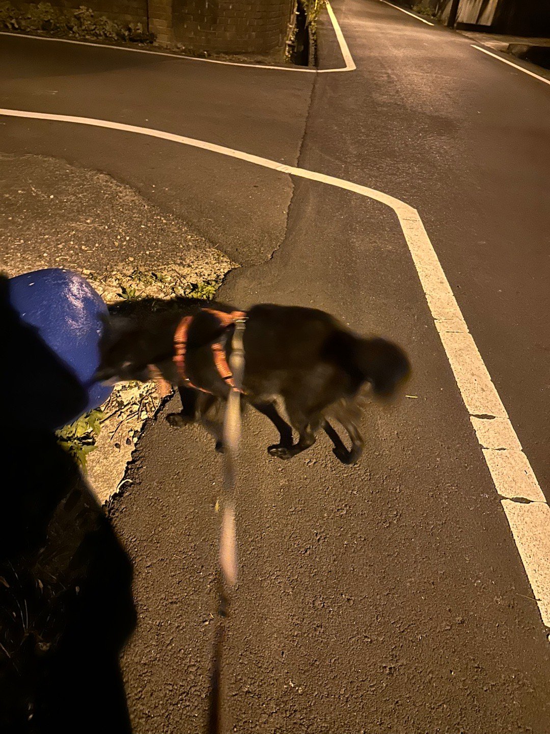 为了养娃，就随手乱乱拍，随性当生活记录啰。 我家缘散步，昨夜的夕阳，今日的天空。