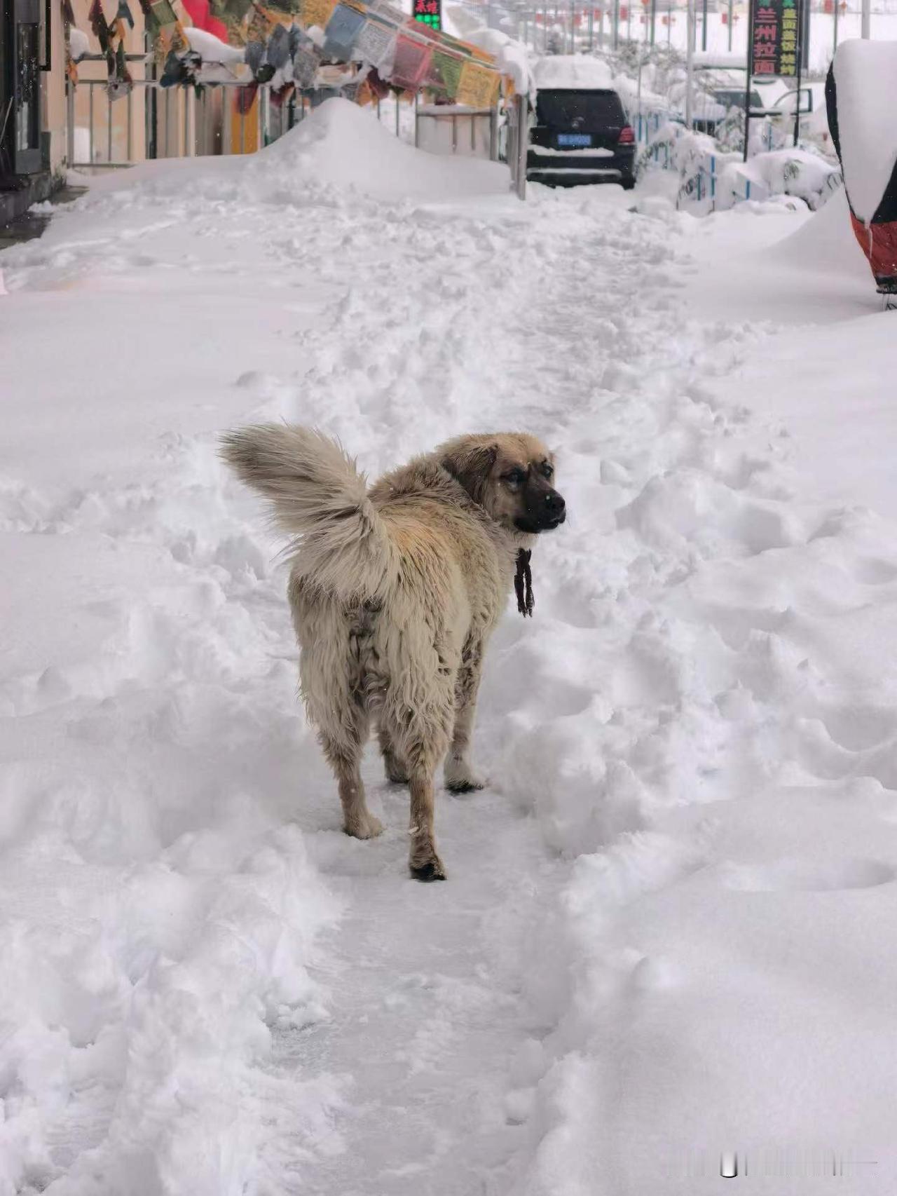 神山冈仁波齐脚下，新雪
