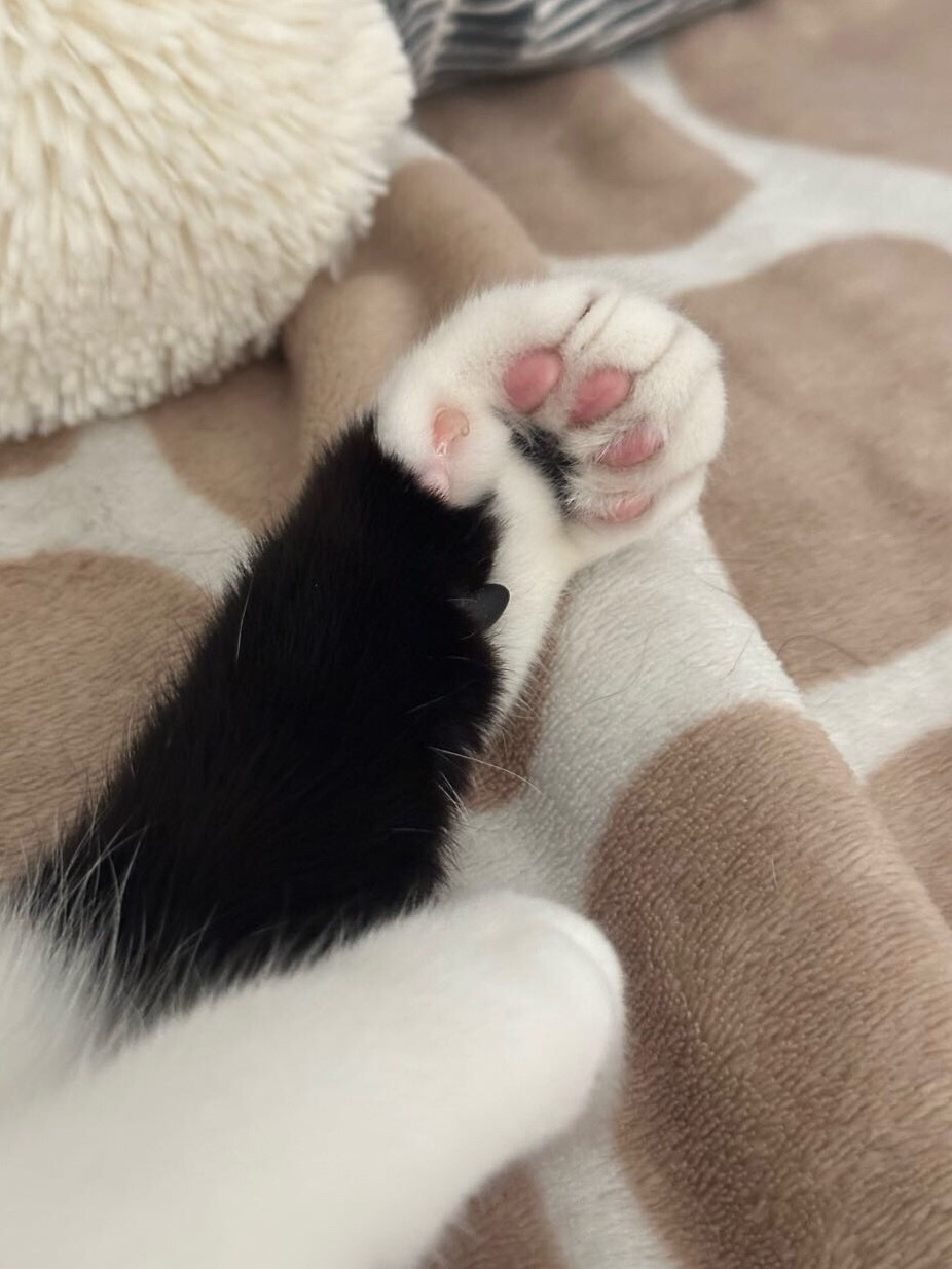 Cat bless you.daily奶牛猫 （投稿：） 