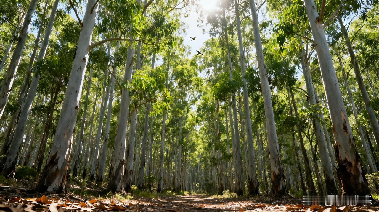 都说桉树有毒，可四处还种着，就拿广西来说，每年都引种几十万株。桉树属桉树科常绿乔
