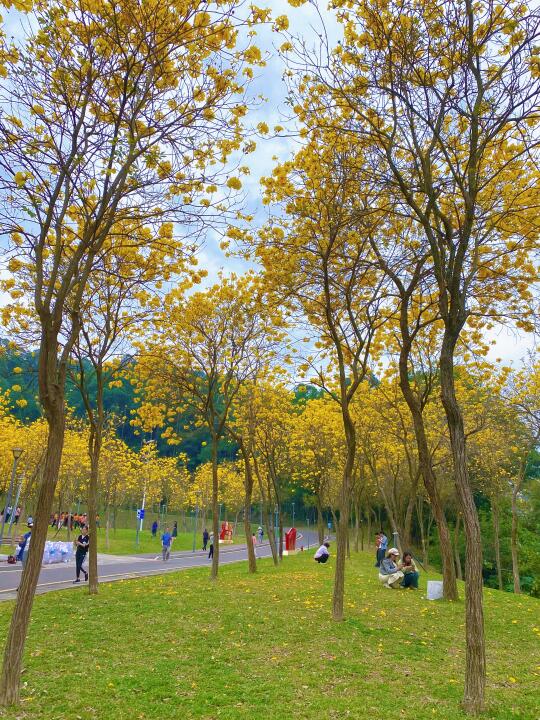 深圳| 黄花风铃木花季打卡拍照圣地