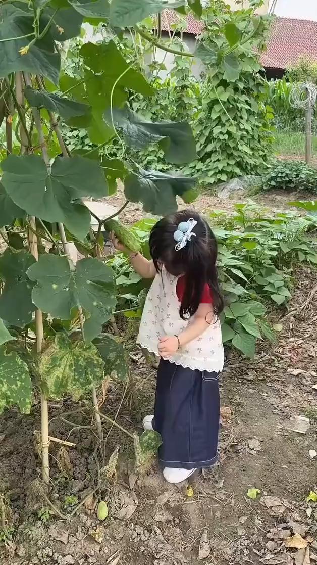 土豆。