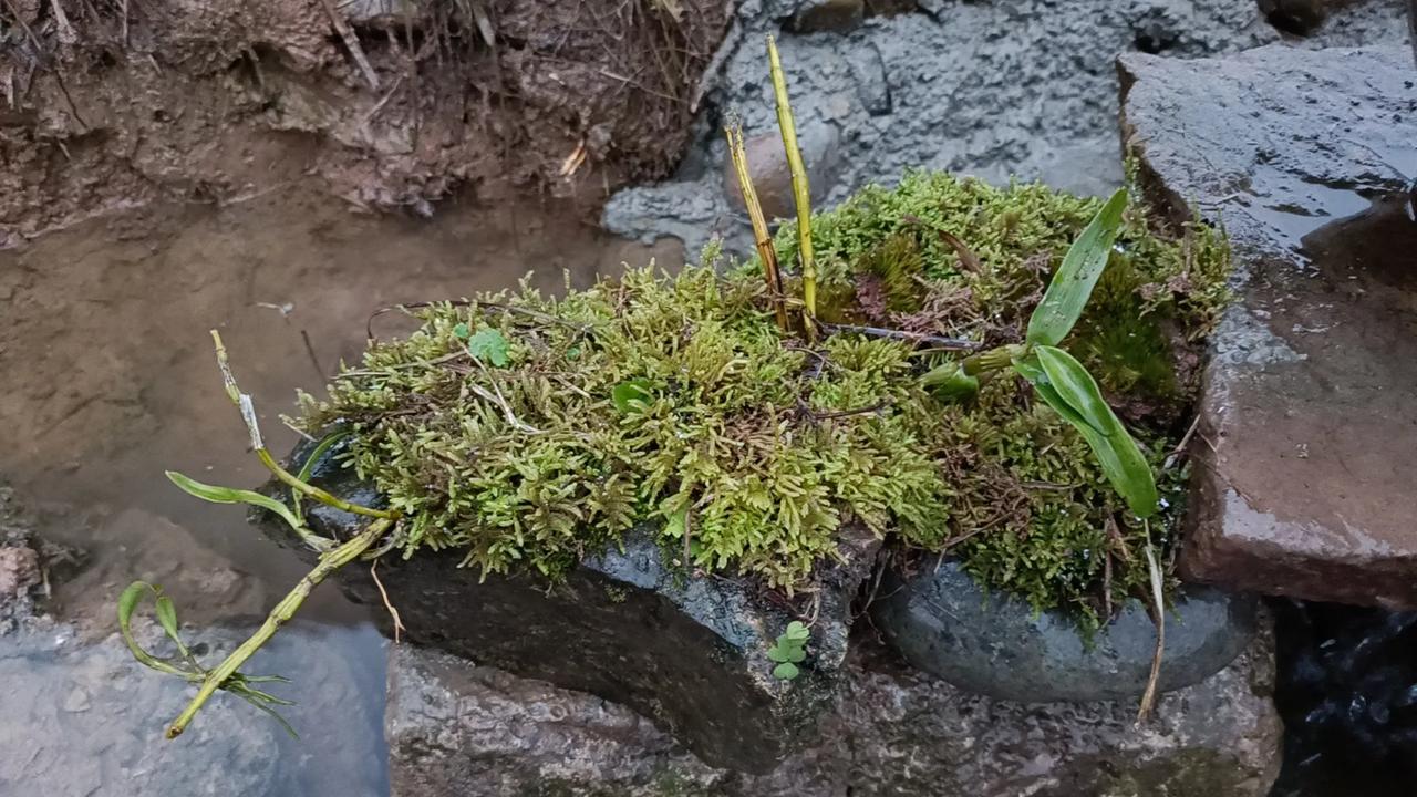 核桃树下的石斛没梨树叉上的石斛长得好，干脆弄到假山那里养。