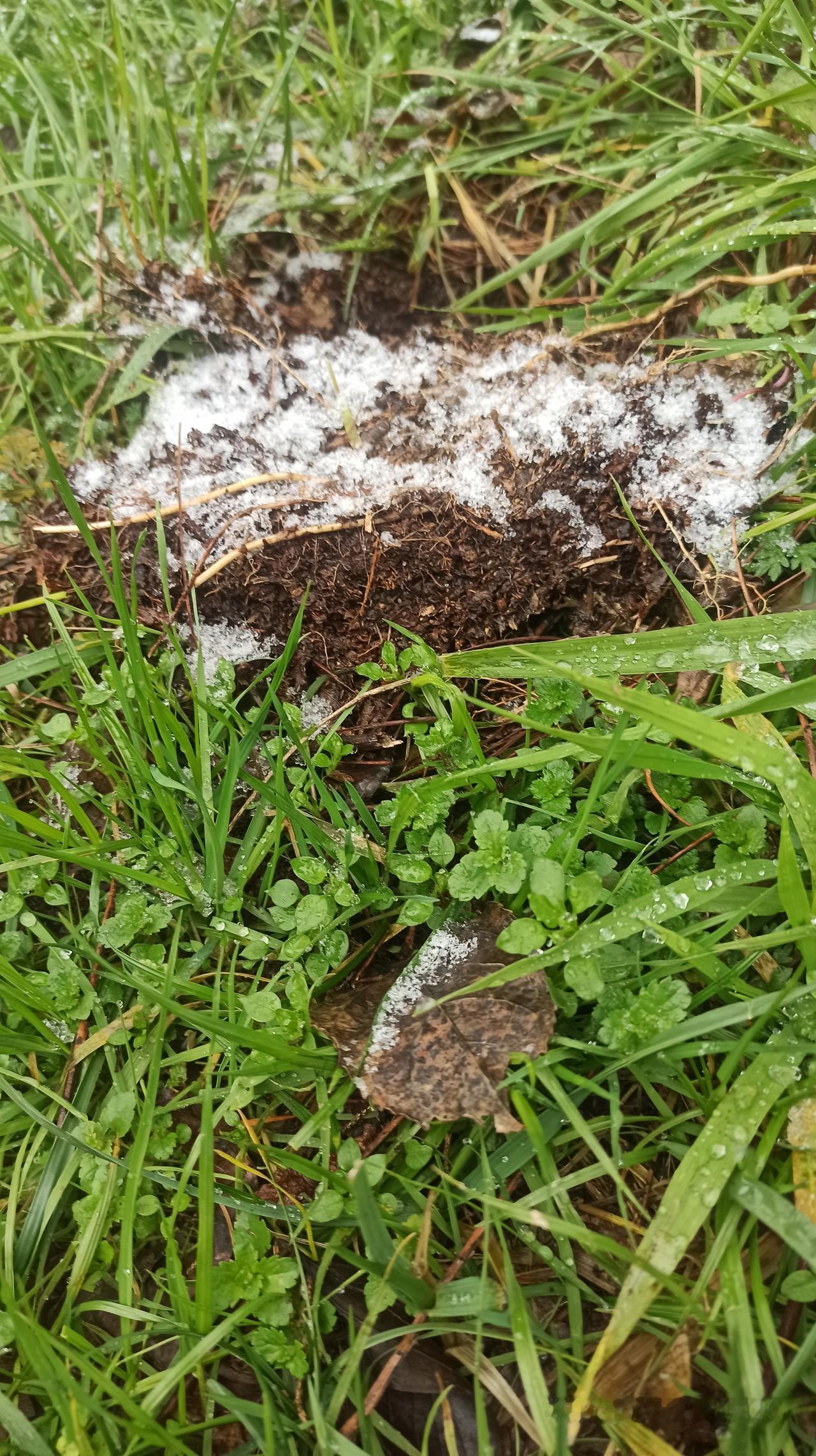 2025年(农历)贵阳的第一场雪，
比以往任何时候来的更晚一些。
下在了凌晨两点