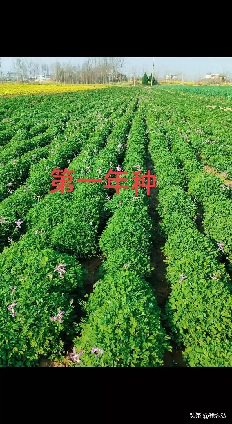三类结节（肺，甲状腺乳腺）精简通用方
附有参考安全剂量（用于成人）
（荟萃朱良春