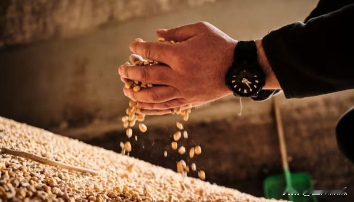 乌克兰缺粮了。9月20日，乌克兰面粉工人联盟主席罗季翁·雷布钦斯基称，现在加工厂