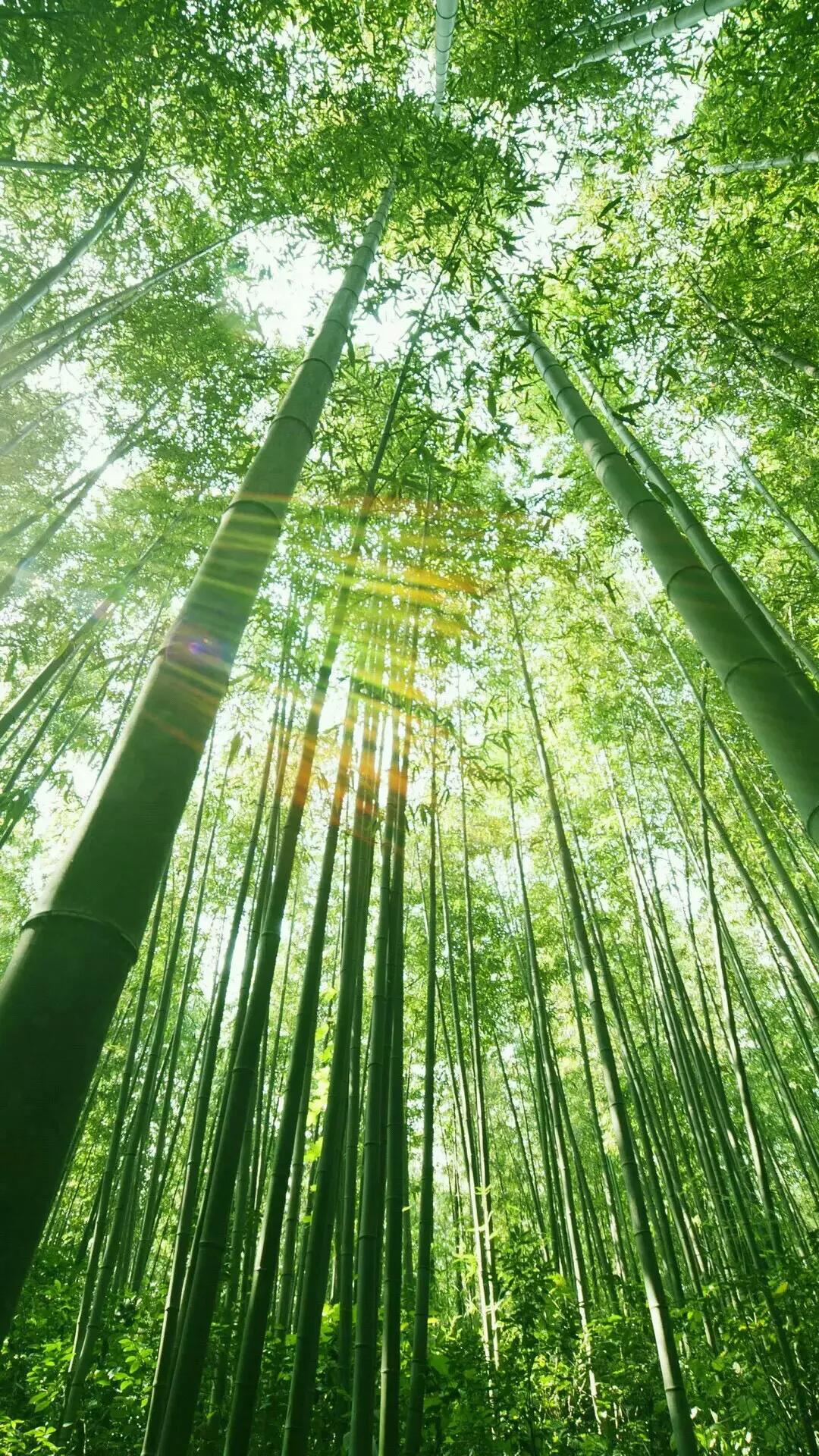 竹海
文/袁森林

今朝又到此山沟，暑日炎炎汗水流。
翠蝶轻飞青草上，紫蝉欢唱老