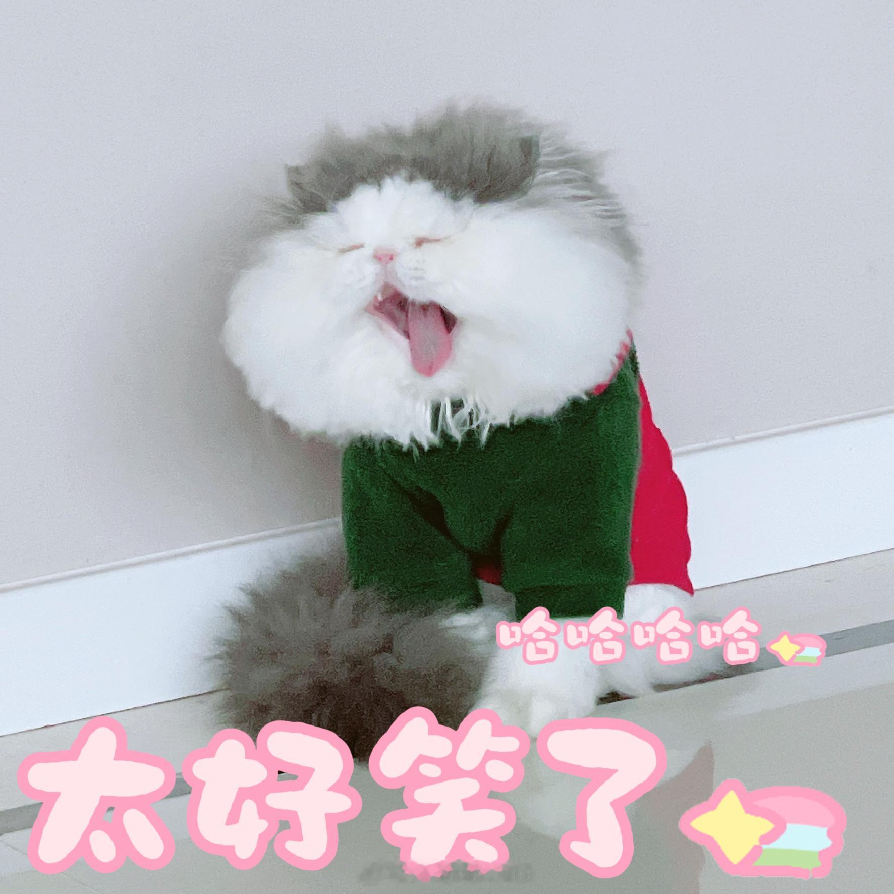 猫咪表情包  存档#表情包##猫咪# ​​​