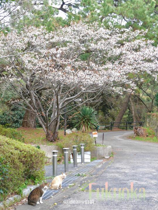 福冈赏樱花|西公园