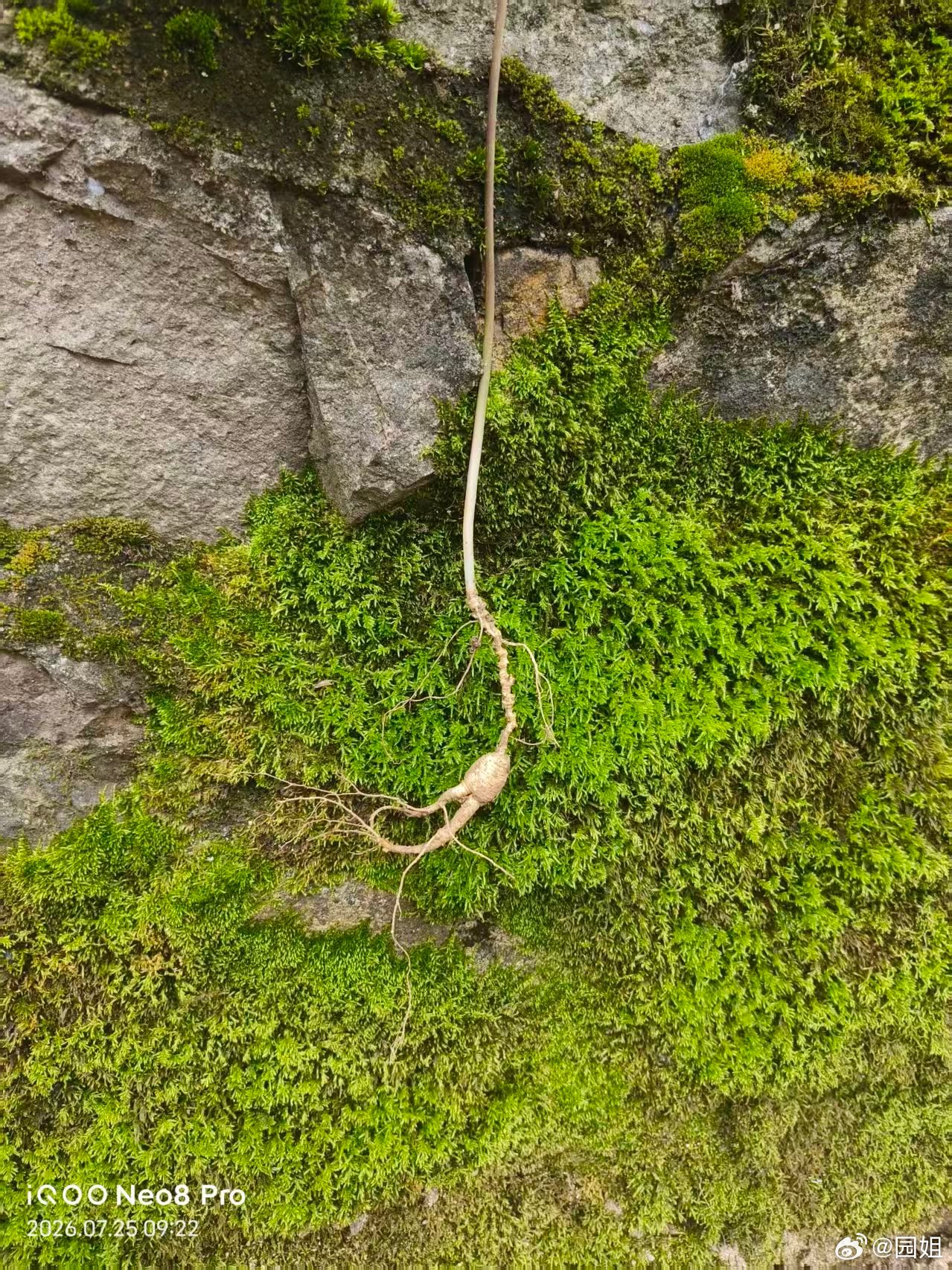 老爸今天上山采蘑菇竟然挖到了一颗人参 应该有四十年了 