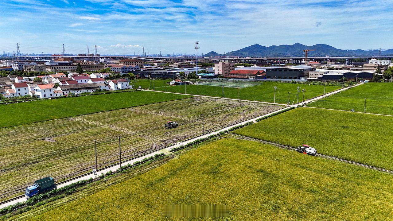 宁波众志成城抗击台风巴威【台风将至宁波镇海农户抓紧抢收早稻保收成 】超强台风“巴