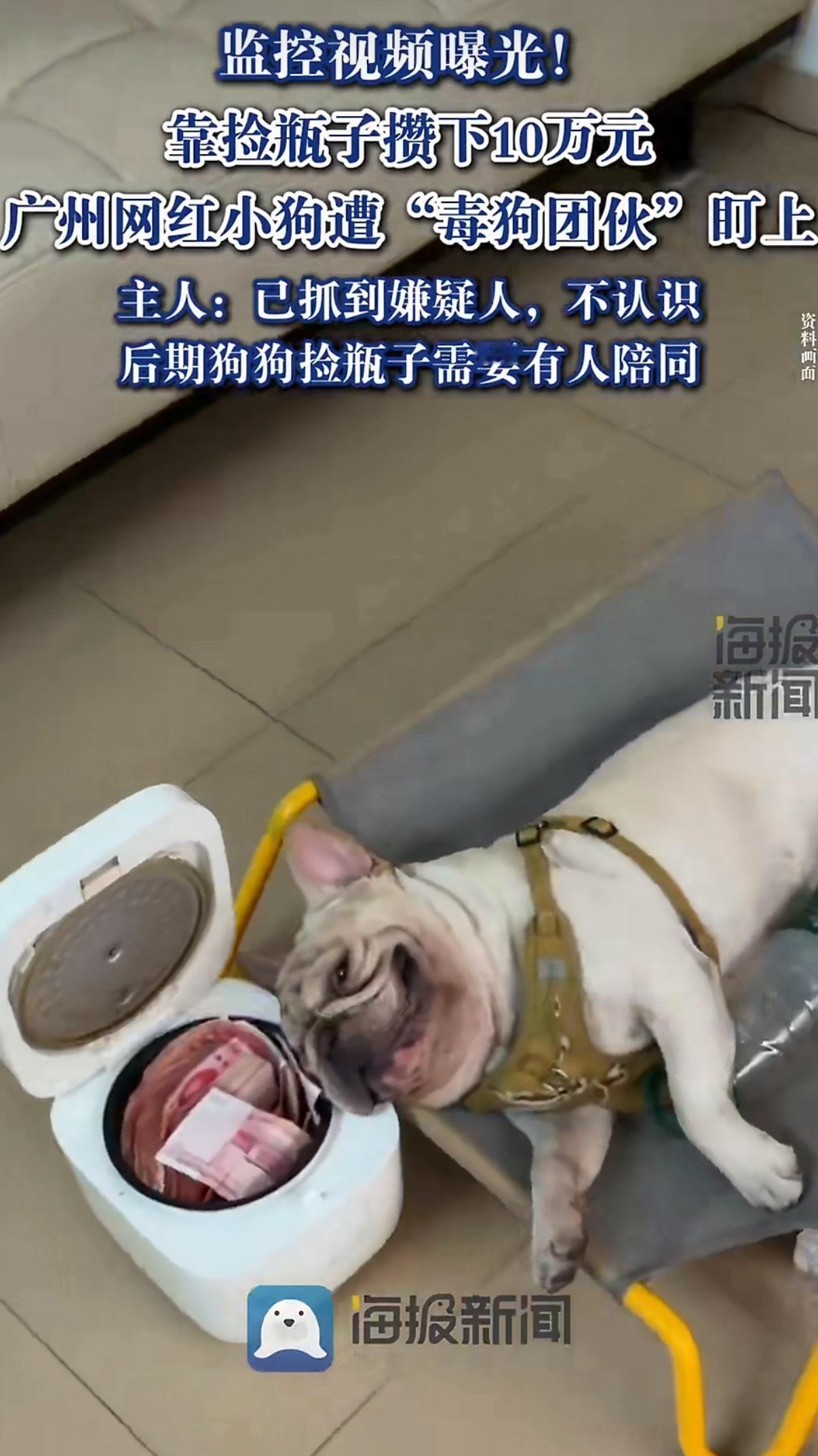 盯上网红捡瓶子小狗嫌疑人已抓获都已经抓到其中的嫌疑人了，就不能把那个群一窝端了吗