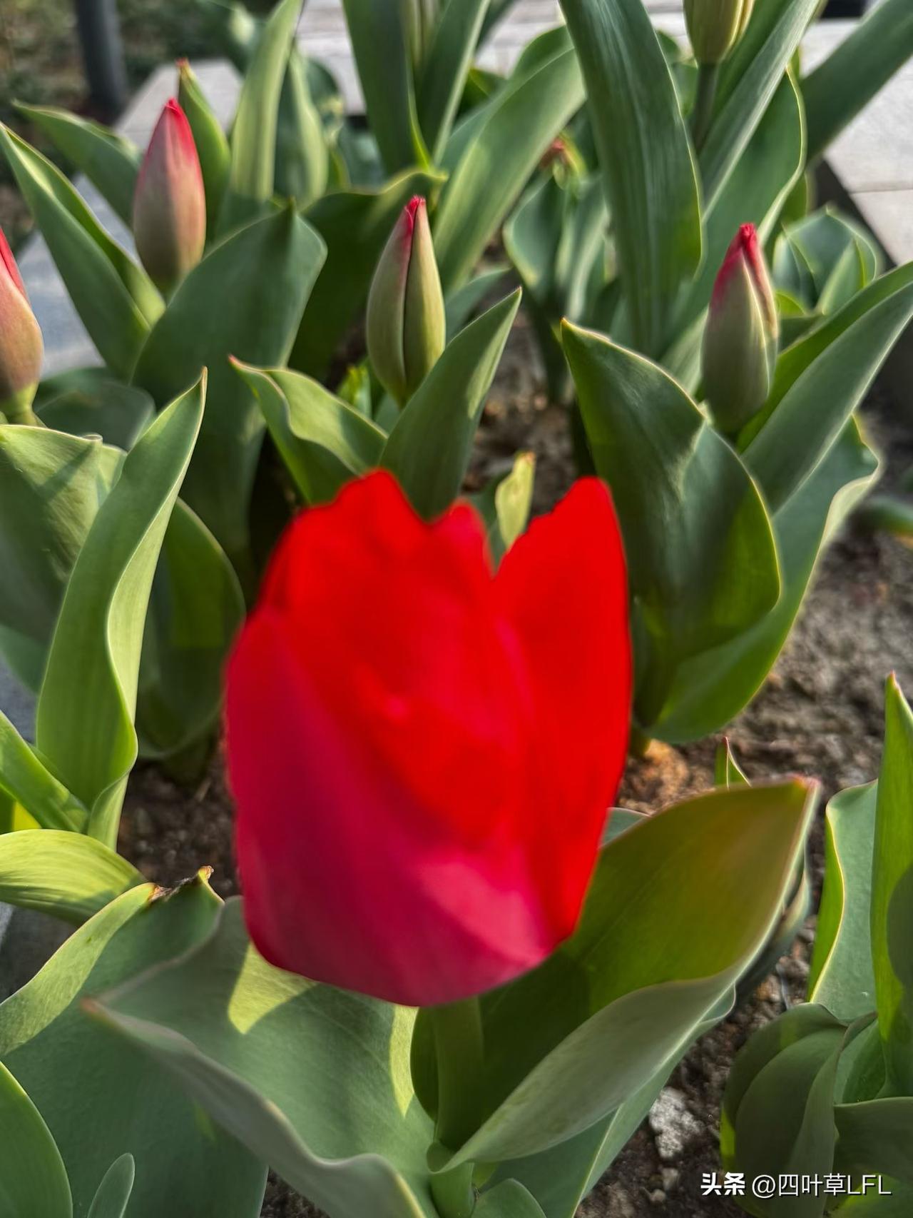 惊艳的红色郁金香，盛开在阳光下，绽放春天的美丽！