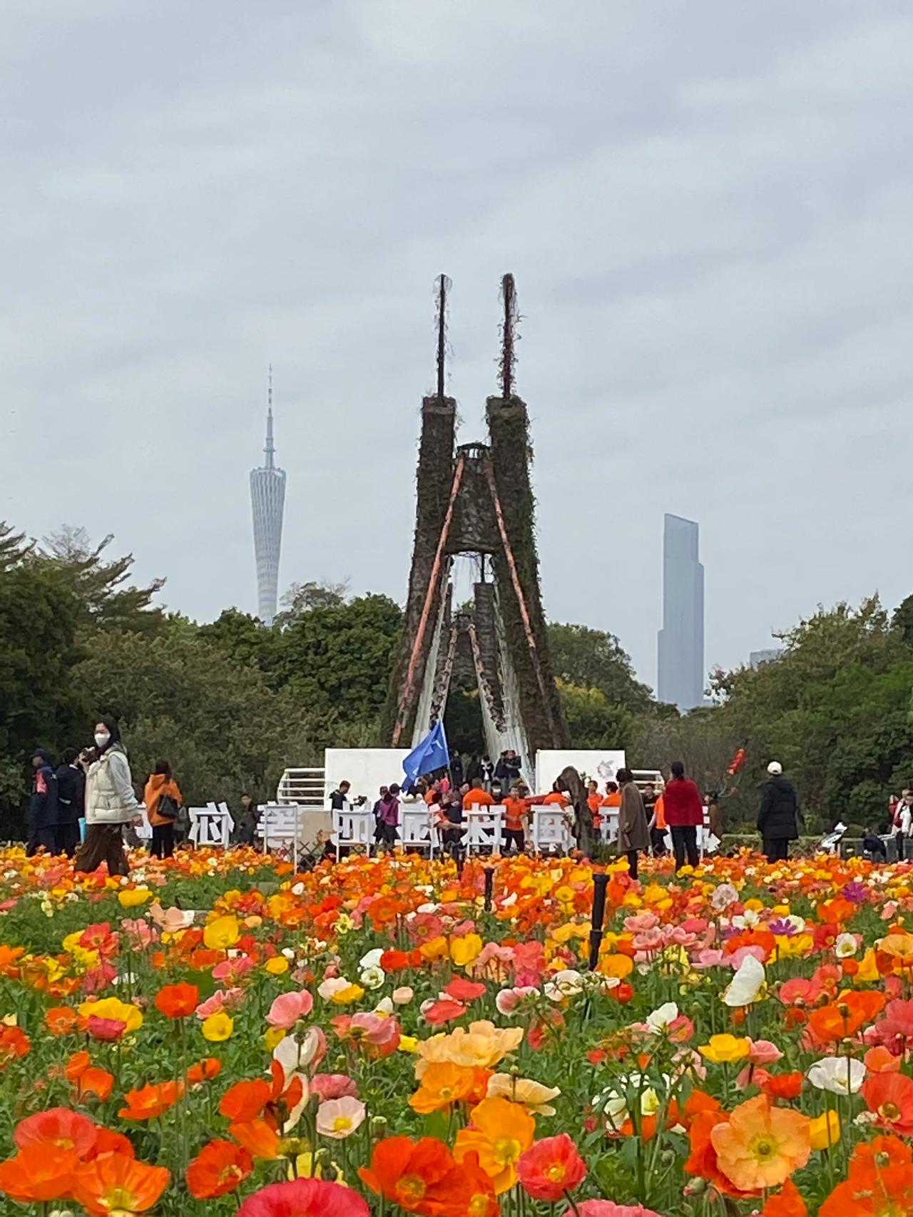 此刻我在海珠湖湿地公园看花。2月8日下午
海珠湿地 虞美人