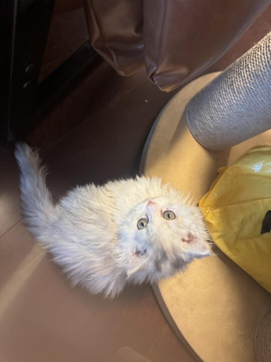 银三花妹妹 现猫在售❤️