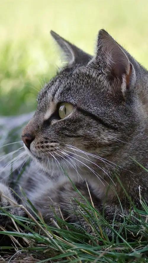 壁纸静卧草丛，望向远方，小猫也有自己的心事与向往。 