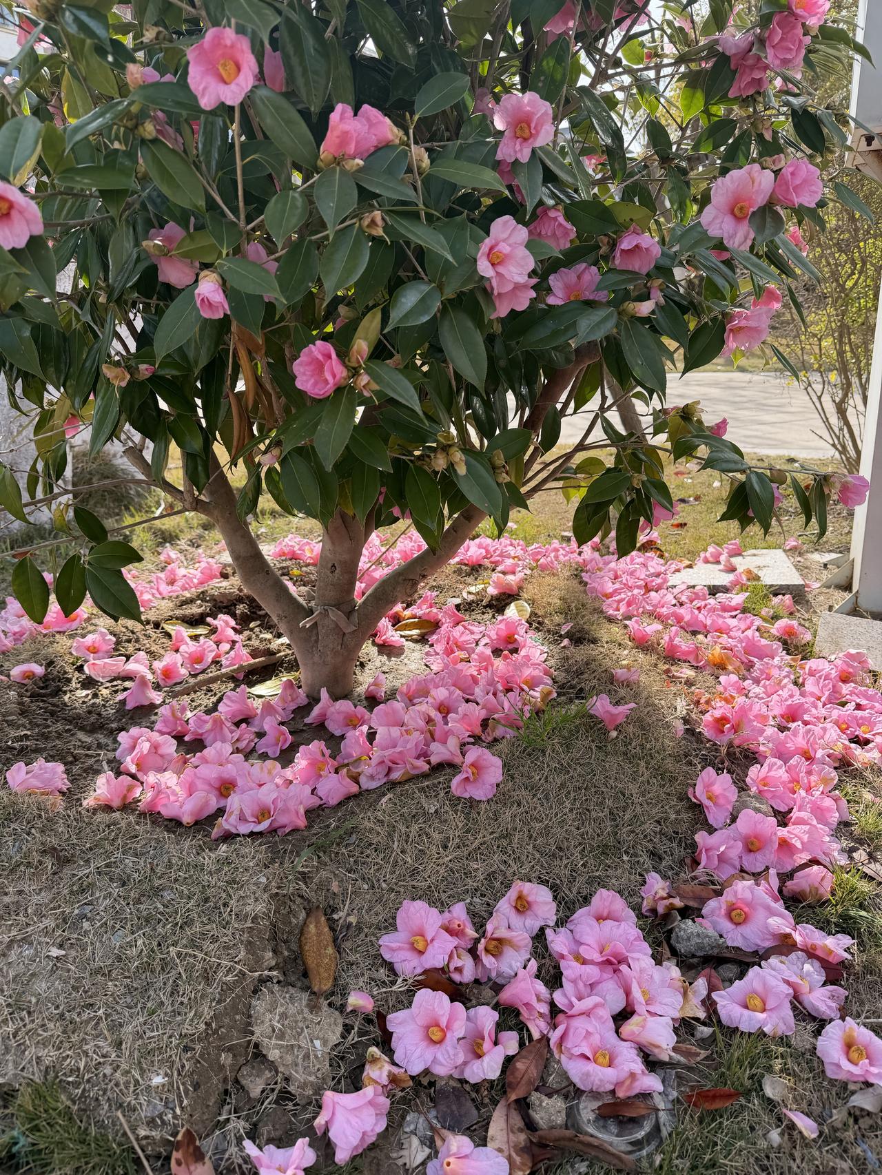 我家山茶花的浪漫，

一半在枝头，热烈绽放；一半在泥土，安静归尘。

落英成毯，