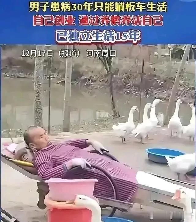 身残志坚男子靠养鹅逆袭，大学生就业难该如何破局?

在河南周口，47岁的戚志强用