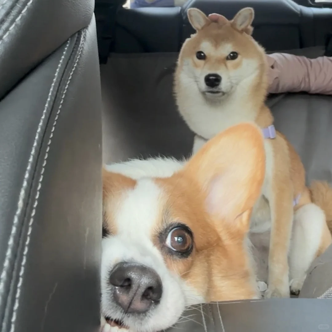介绍一下，这是不高兴和没头脑🐶