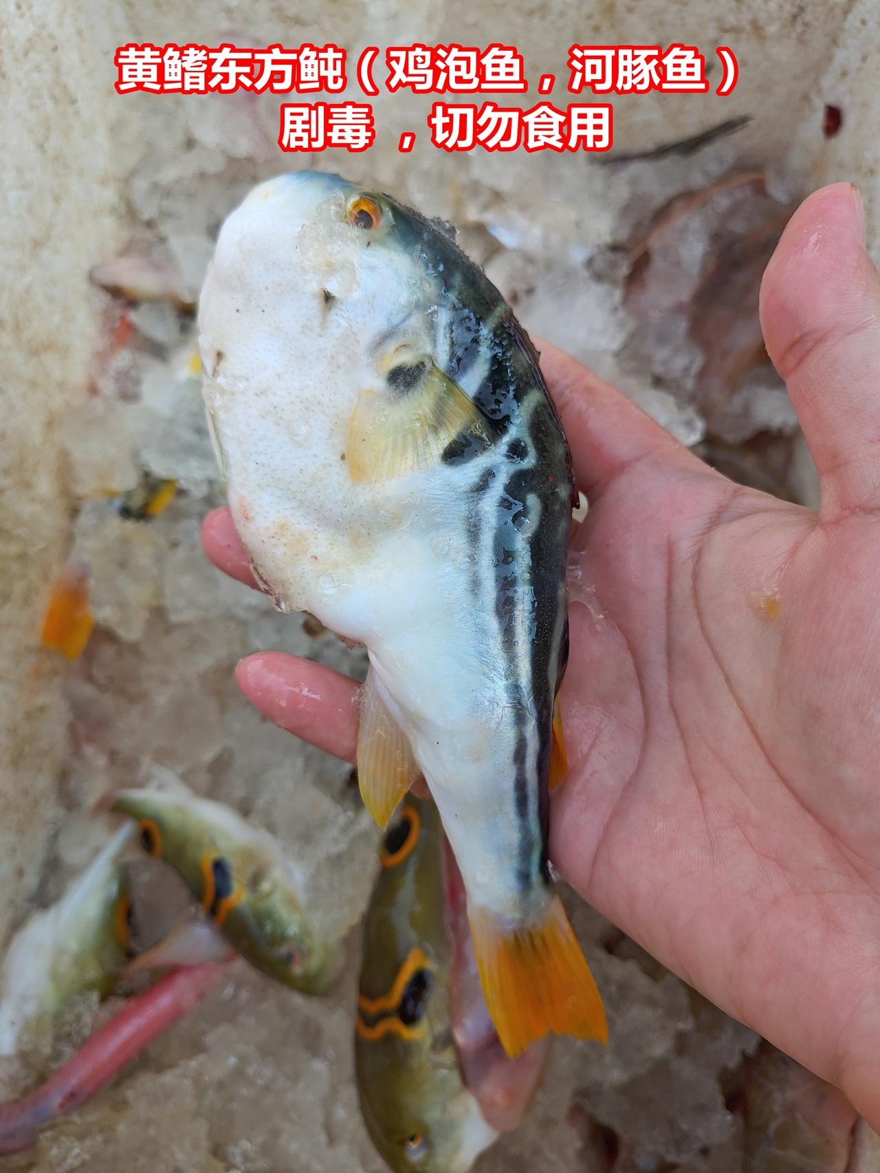市场认鱼：河豚剧毒勿食，岩礁小鱼好看

01.黄鳍东方鲀（鸡泡鱼，河豚鱼），剧毒