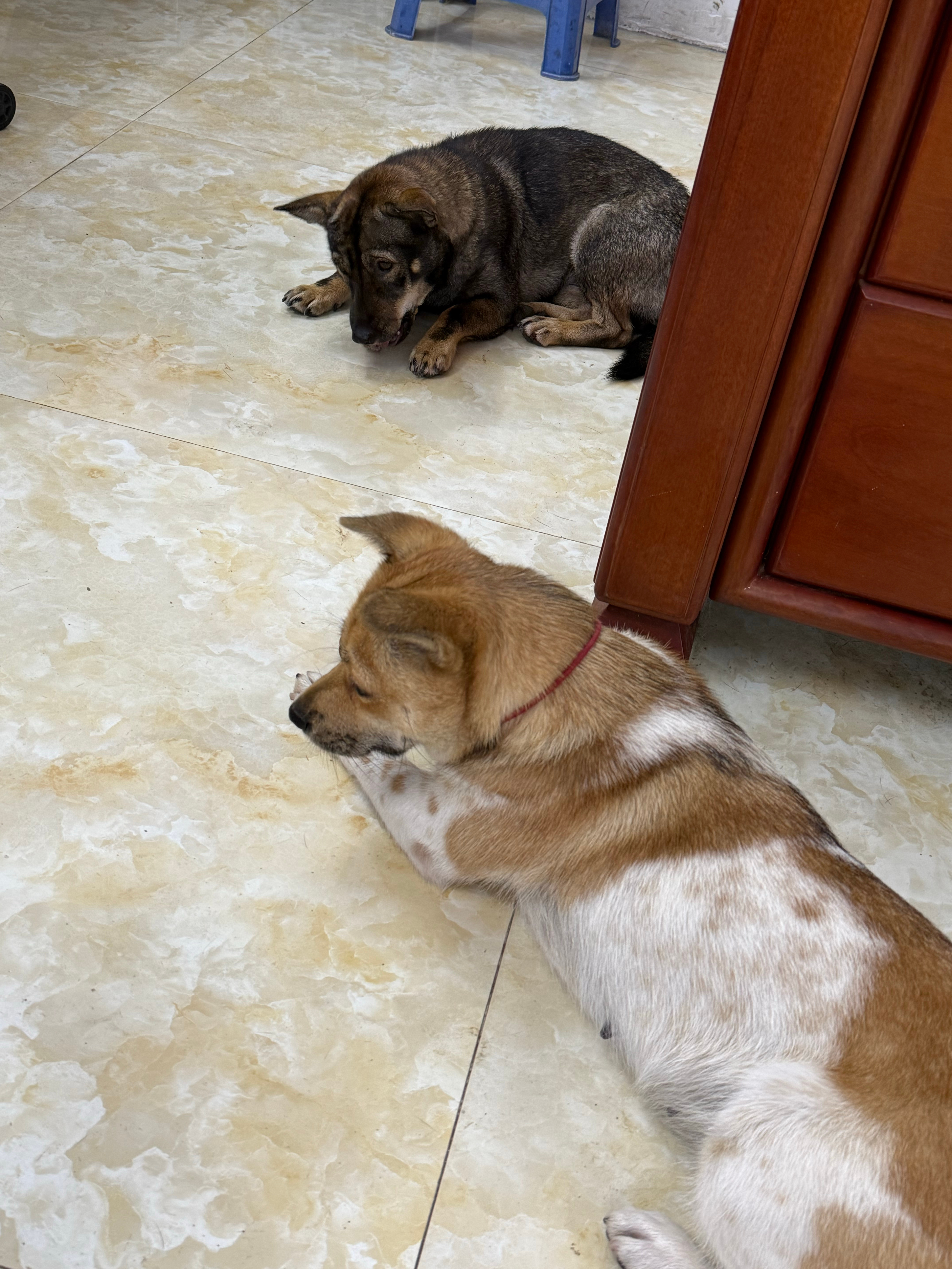 尼克真是福大命大啊🐕中午我像往常一样给狗子做饭，放风回来不见尼克，我等了一会儿