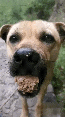 小土狗流浪找食物，扔给它一块奶糖，粘牙也吃得不含糊，其实小土狗是挺好的，好养，对