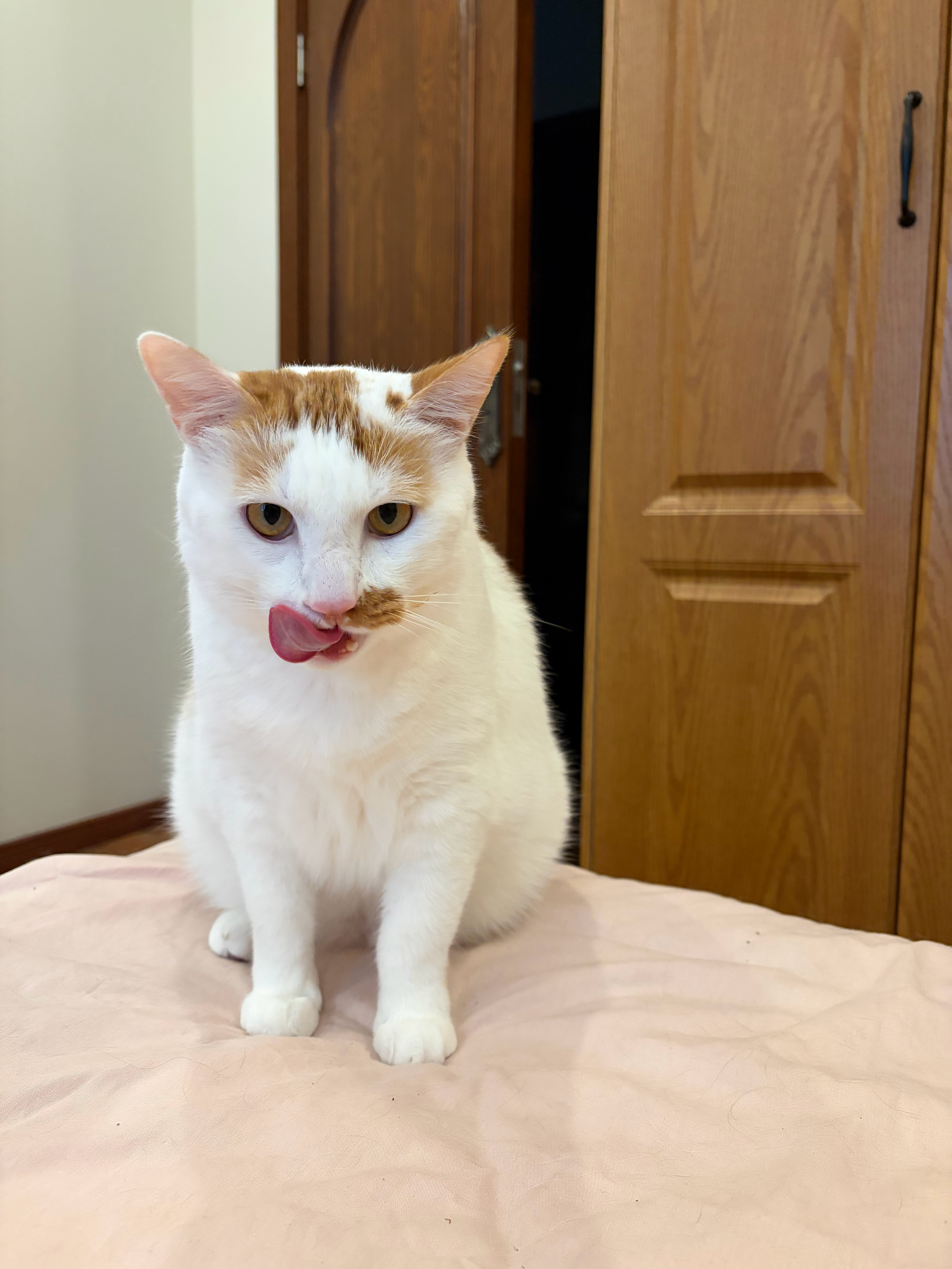 小猫认为自己是主人宝宝也要排队洗澡刘元宝一直觉得自己是家里老大，我也就是一个喂饭