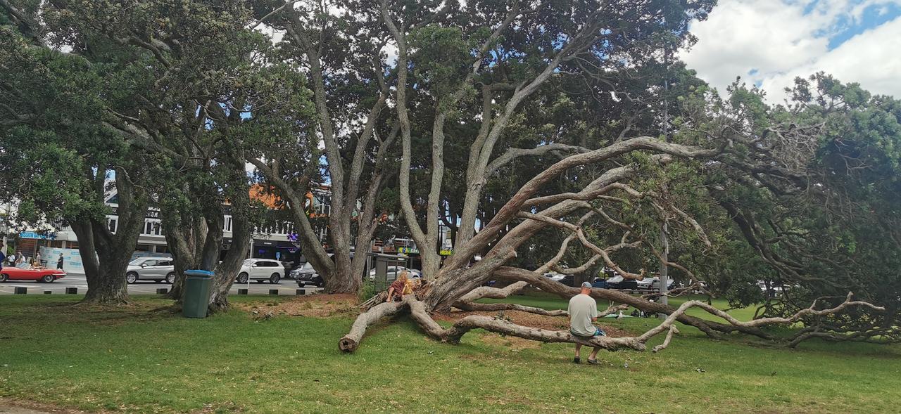 这里海滩边上到处都是几百年的大树，在岁月的摧残下，这些老树的枝干已经弯曲，但它的