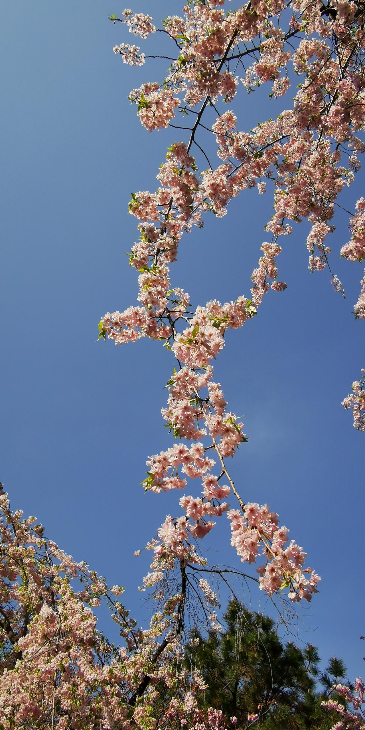 春天，
花儿的季节，
大自然鬼斧神工的杰作。