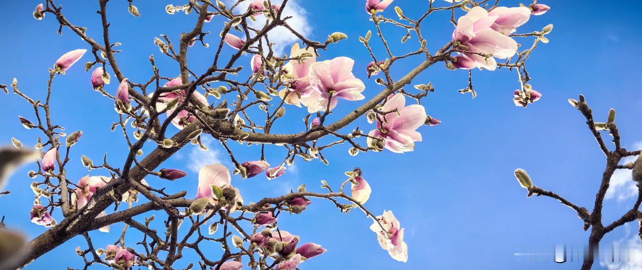 昆明，不借春风力，冬枝绽玉英。一树玉兰清，无香亦风雅。
        朔风卷雪