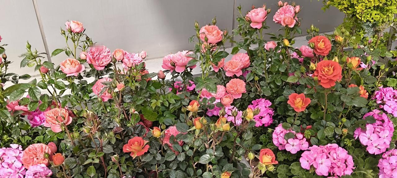 今年春天最想实现的心愿 今年春天，我最想实现的心愿就是祖国越来越好。这可不是一句