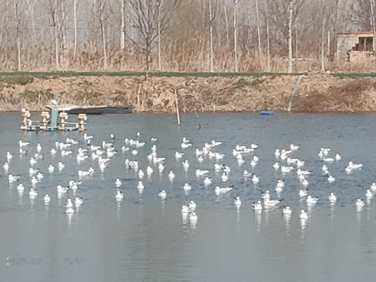 今天大年初一，我家鱼塘里来了一大批水鸟，背部和尾巴是灰色的，其他地方是白色的，这