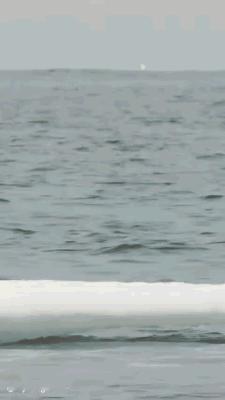 以防万一大家没见过阿德利企鹅是怎么出水的！ 