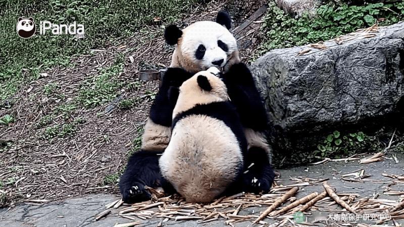 【 熊猫宝宝原来是隐藏的蹦迪高手 】一直没发现啊，你别说，跳得还真不错呢。[笑而