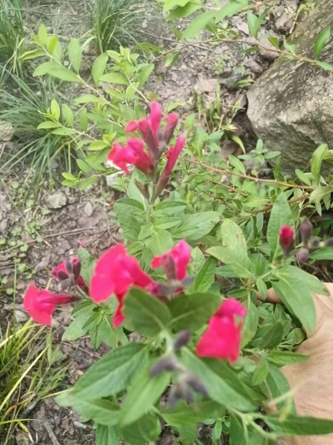 自己专坑自己人

早几年，我在一个外资厂打工，工资高，福利好，比周围的一些民企，