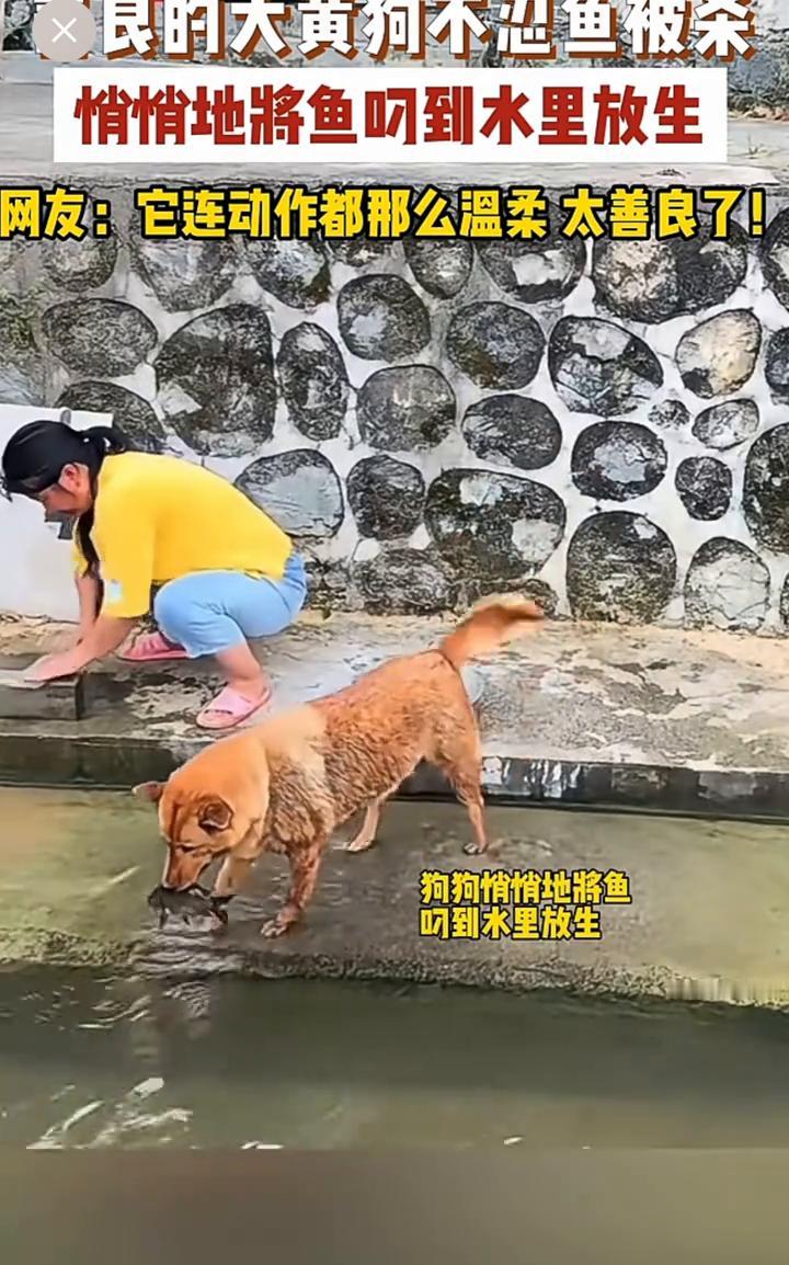 良的大黄狗不忍鱼被宰杀，悄悄地将鱼叼到水里放生。
网友：它连动作都那么温柔，太善