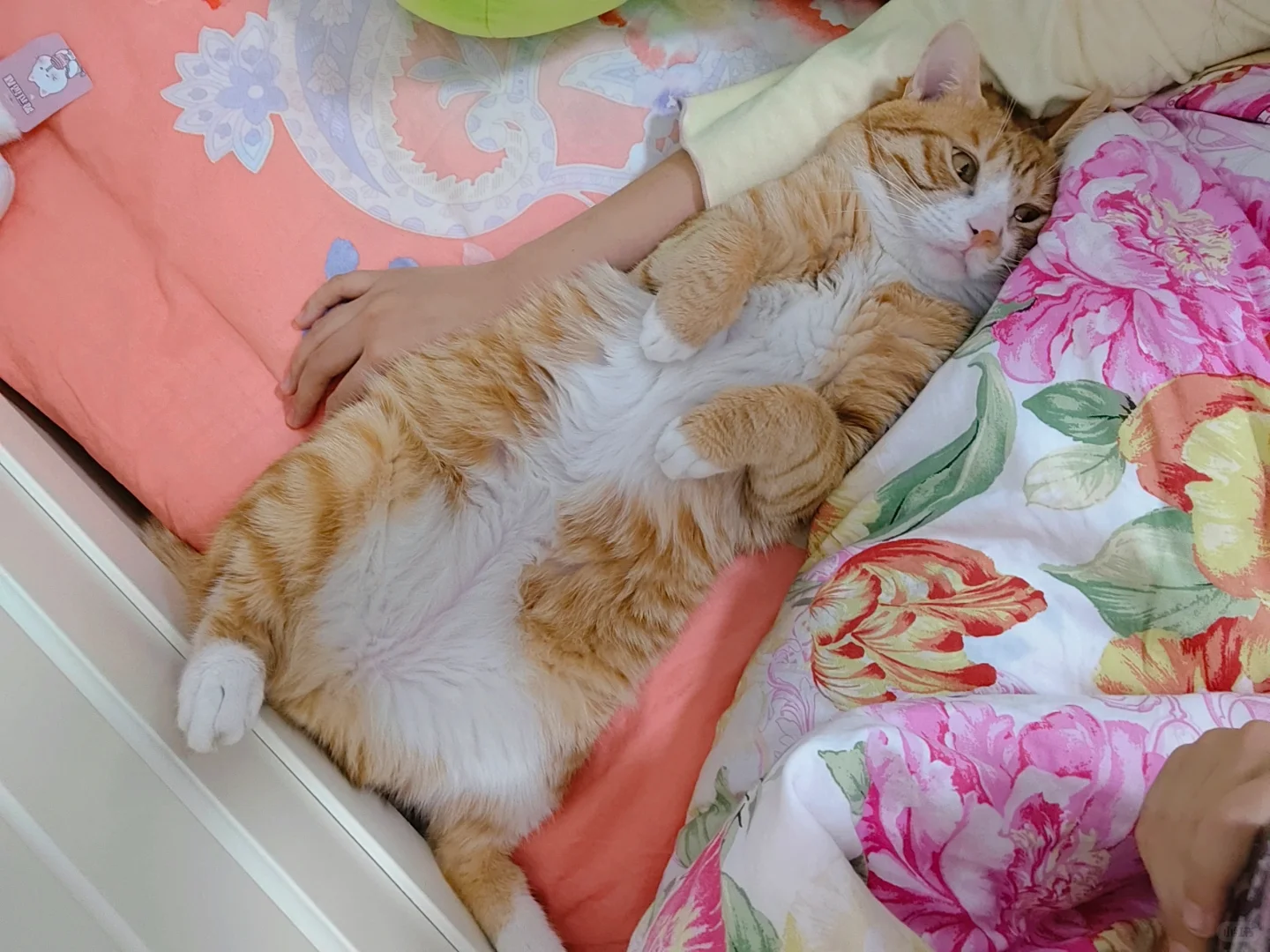 想看这种像小宝宝一样的猫猫～