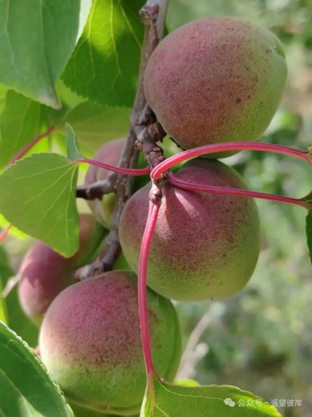 《吳忠行》与师范老同学相聚于灵卅

写在师范老同学毕业五十一周年聚会

作者：黄