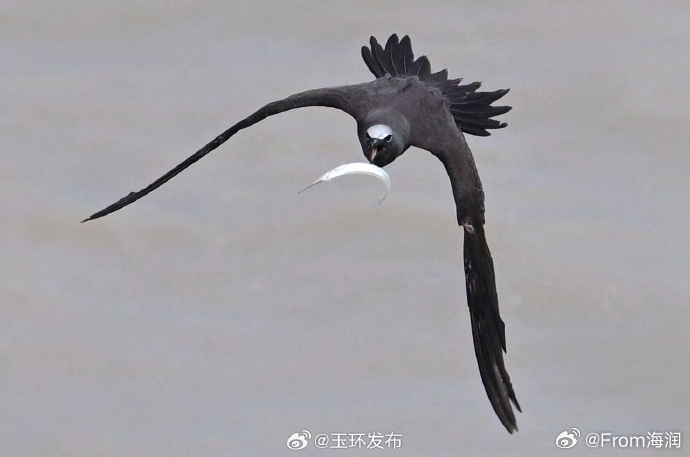三种远洋海鸟首现玉环 台风“巴威”送来的不只是风雨，还有三位“远洋稀客”——玄燕